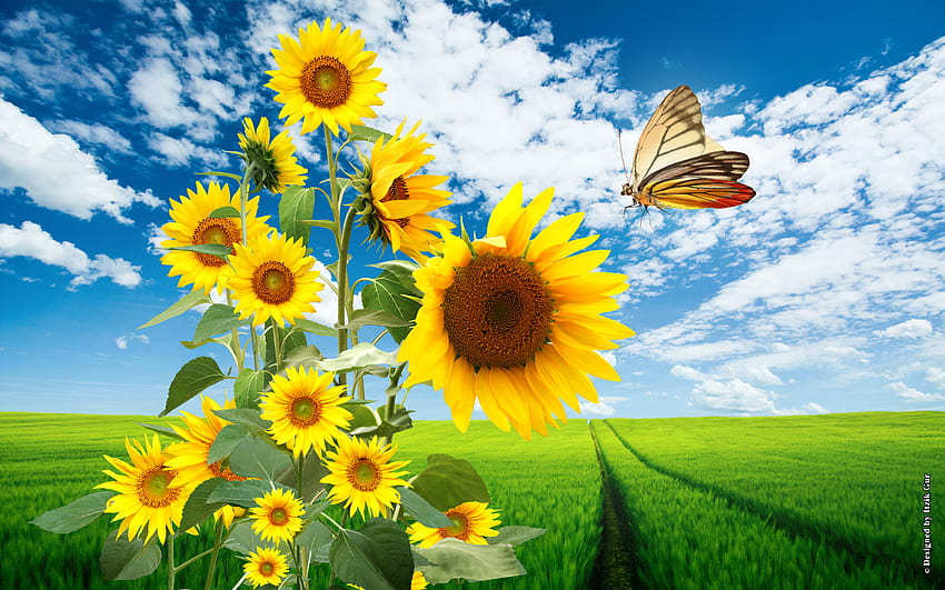 Słoneczniki na polu, zielone pole, łąka, piękny, trawa, wiosna, błękitne niebo, lato, słoneczniki, motyl, pole, zielony, chmury, natura, kwiaty, niebo Tapeta HD