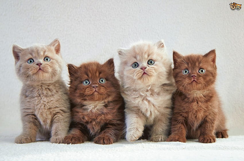 Kittens, pisica, animal, kitten, brown, cute, cat HD wallpaper