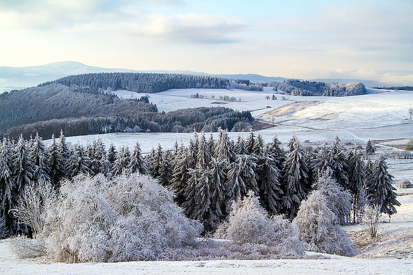 Natura, Neve, Foresta, Germania, Poppenhausen Sfondo HD