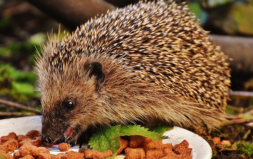 Animals, Food, Thorns, Prickles, Hedgehog HD wallpaper