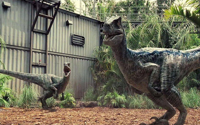 Mundo Jurássico Reino Ameaçado Velociraptor Azul papel de parede HD