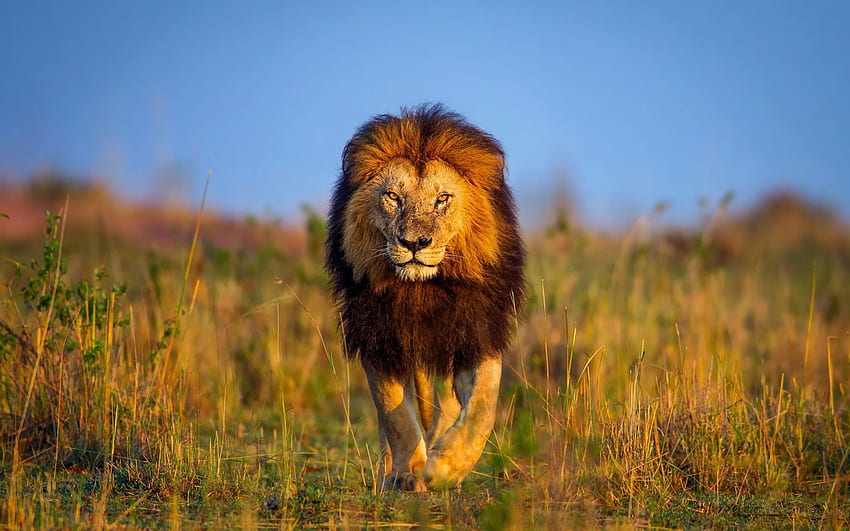 Pełne zwierzę. tygrys pixabay, wyjący lew Tapeta HD