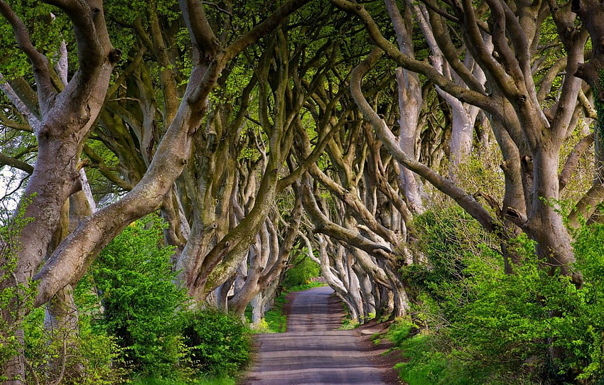 road, trees, England, alley, England, beech, Northern Ireland, Northern Ireland, Bregagh Road, Dark Hedges for , section природа -, Belfast Ireland HD wallpaper