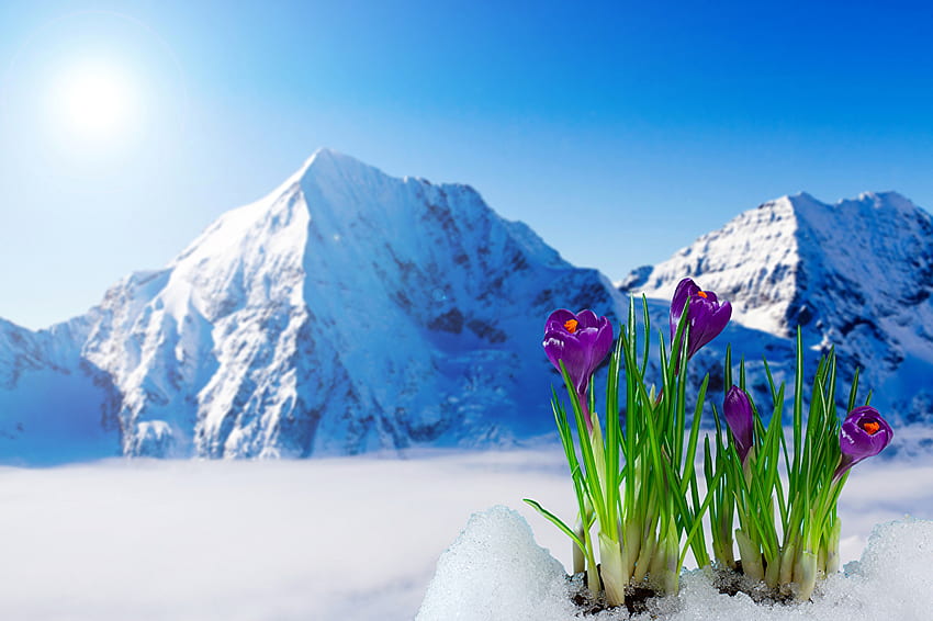 ภูเขา ดอกไม้หิมะ Crocuses ภูมิทัศน์ ดอกไม้หิมะ วอลล์เปเปอร์ HD