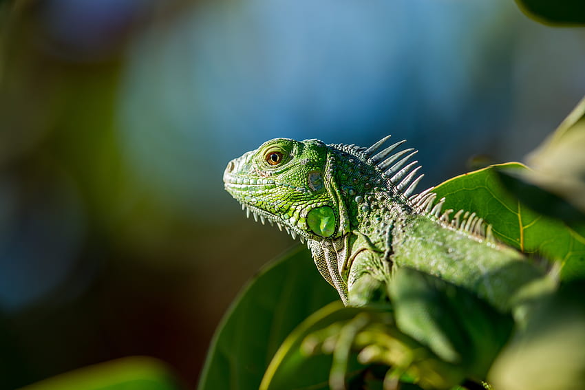 Tiere, Blätter, Farbe, Eidechse, Reptil HD-Hintergrundbild