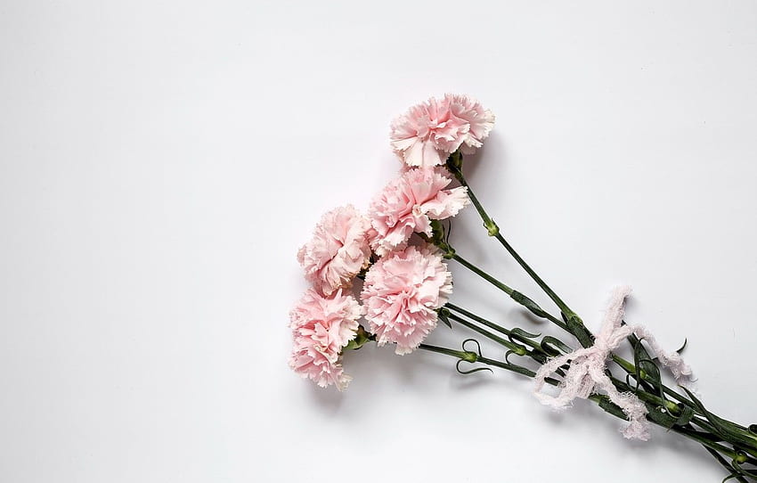 flowers, pink, wood, pink, carnation, flowers for , section цветы HD wallpaper