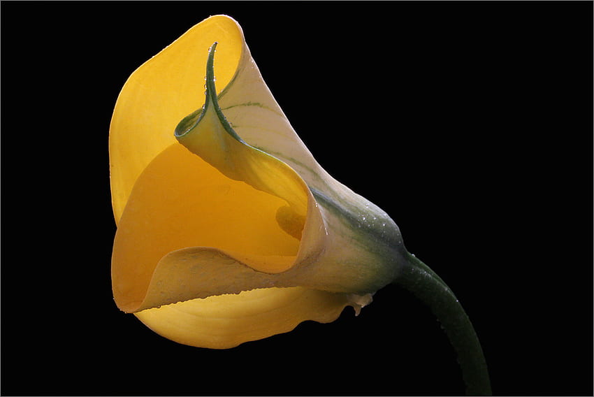 Yellow beauty, black, popular, beautiful, beauty, flower, yellow, cala, nature, flowers HD wallpaper