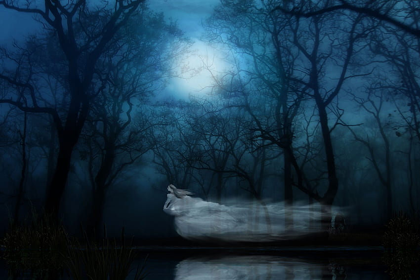 Ladies of the night Ultra . Background, Ghost Forest Night HD wallpaper