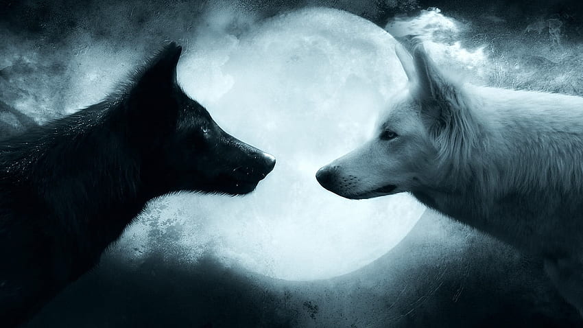Due lupi in bianco e nero, lupo, coppia, animali, temi animali • For You For & Mobile, 2048 X 1152 Lupo Sfondo HD