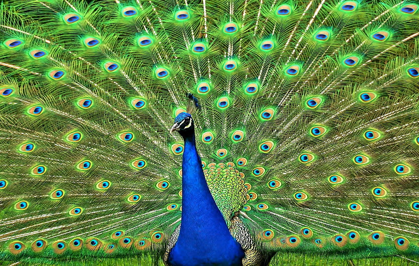 Animals, Bird, Peacock, Tail HD wallpaper