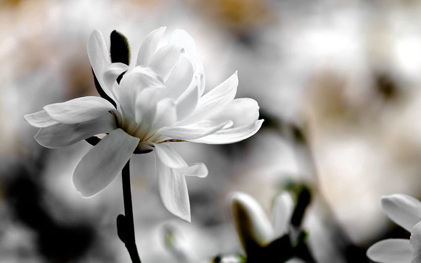 Blumen, Blume, Blütenblätter, Unschärfe, glatt, Magnolie HD-Hintergrundbild
