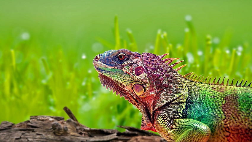 Animals, Color, Stains, Spots, Reptile, Iguana HD wallpaper
