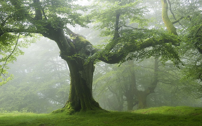 Forest Old Green Trees PC and Mac, Majestic Forest HD wallpaper