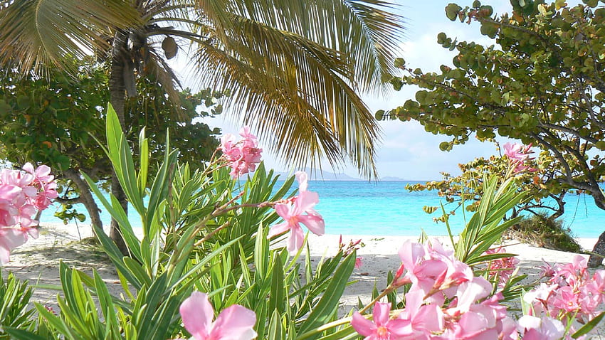 Anguilla, Rendezvous bay, palms, island, anguilla, nature, flowers, beach HD wallpaper