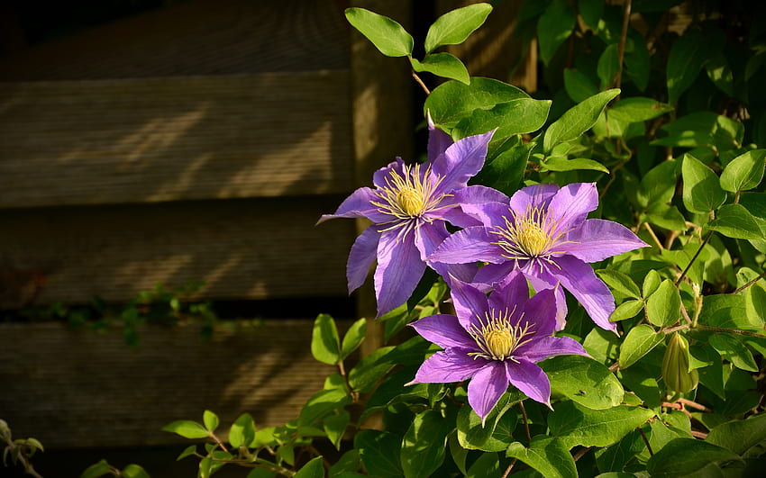 Clematis, wooden, purple, flowers HD wallpaper