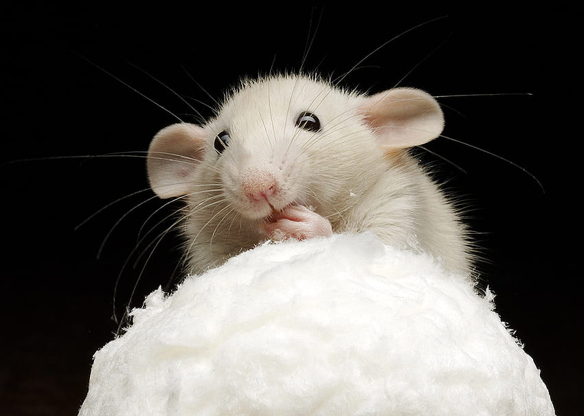 Mouse, rodents, animals HD wallpaper