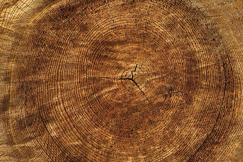 Drewno, Drzewo, Tekstura, Tekstury, Bagażnik Tapeta HD