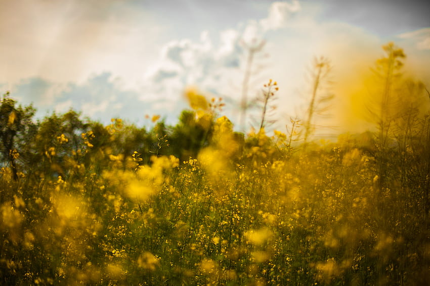 Campo di fiori di colza gialla · Magazzino, campo di campagna Sfondo HD