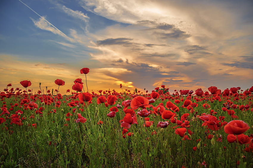 Matahari terbenam, opium, lapangan, bunga, merah Wallpaper HD