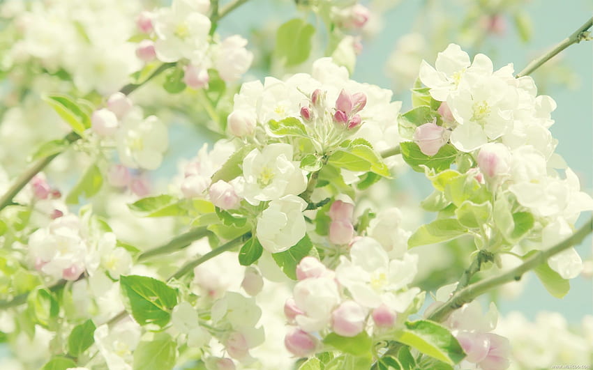 Elegant Flower graphy : Dreamy Sweet Wildflowers , Pastel Flower HD wallpaper