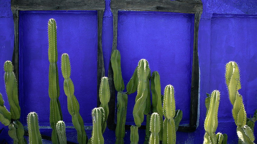 Mexique Cactus via. Cactus du Mexique, Cactus Fond d'écran HD