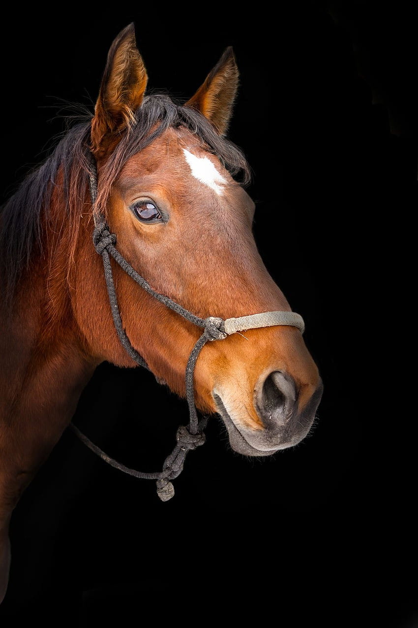 questo di cavallo, volto, regno e ritratto di Melinda Derksen. Cavalli, Bellissimi cavalli, Cavallo Sfondo del telefono HD