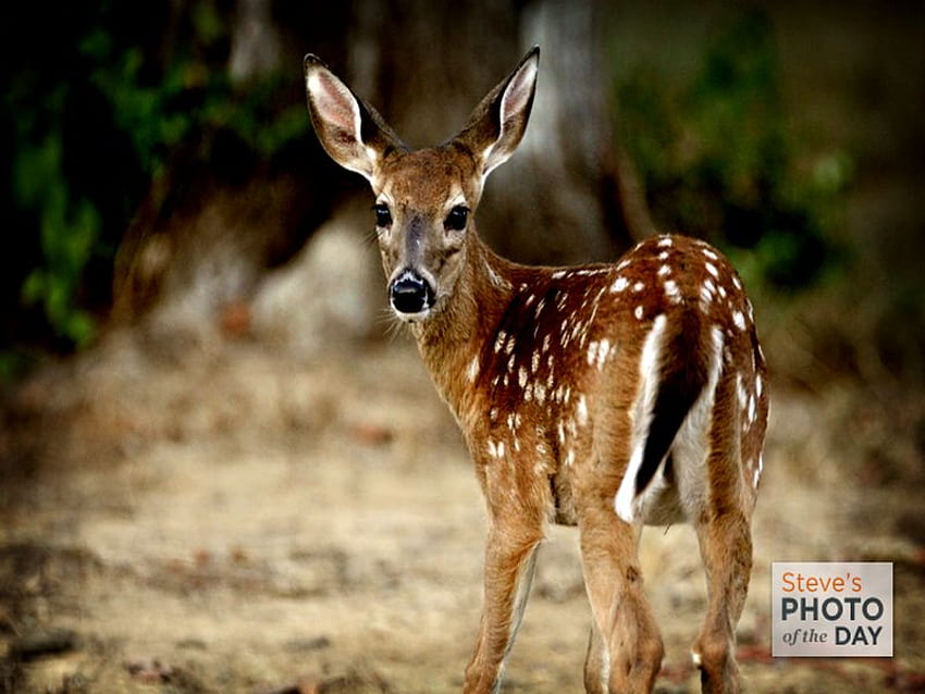 BAMBI, animal, baby girl, brown, deer, gras, wild, forest, little HD wallpaper