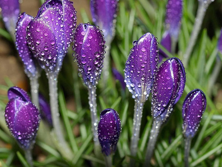 ดอกไม้ หยดน้ำ ความสดชื่น พริมโรส ดอกโครคัส วอลล์เปเปอร์ HD