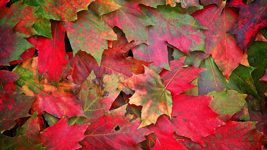 Autumn, Leaves, Macro, Maple, Fallen HD wallpaper