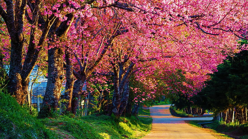 벚꽃, 꽃, 분홍, 햇빛, 나무, 도로, 봄, 공원 HD 월페이퍼