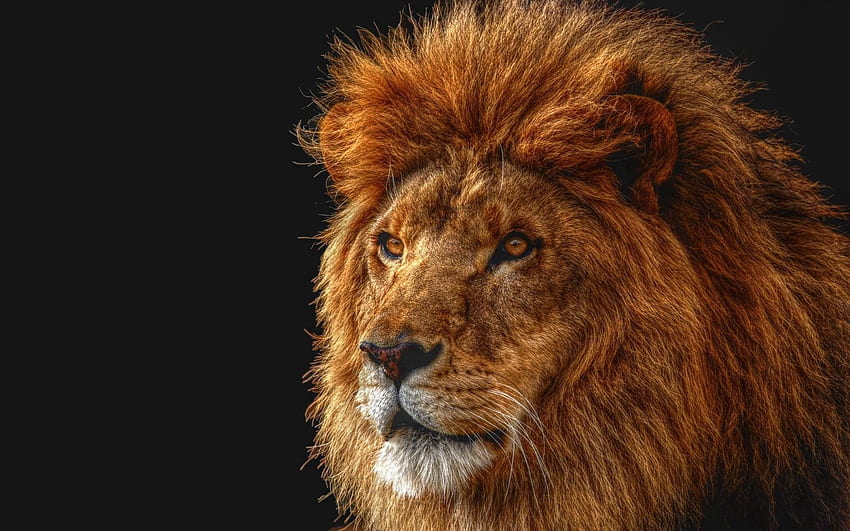 Animals, Shadow, Lion, Predator, Sight, Opinion, Mane, King Of Beasts, King Of The Beasts HD wallpaper