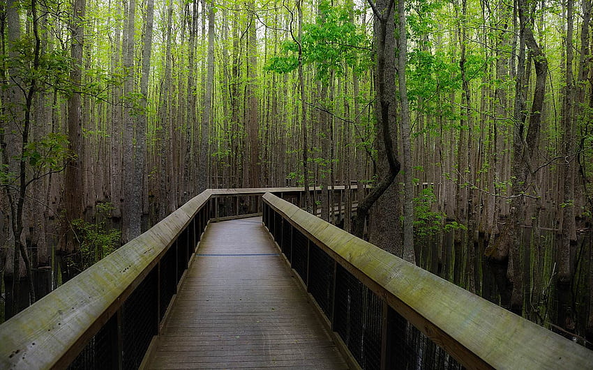 ルイジアナ州パーチェス州立公園の沼地を散歩 高画質の壁紙