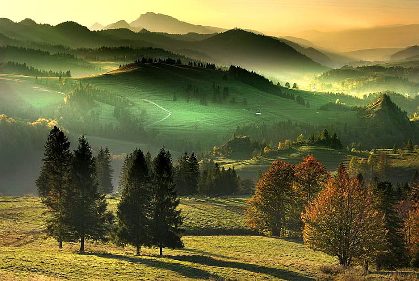 霧深い緑、丘、谷、木々、秋、草、山、霧 高画質の壁紙