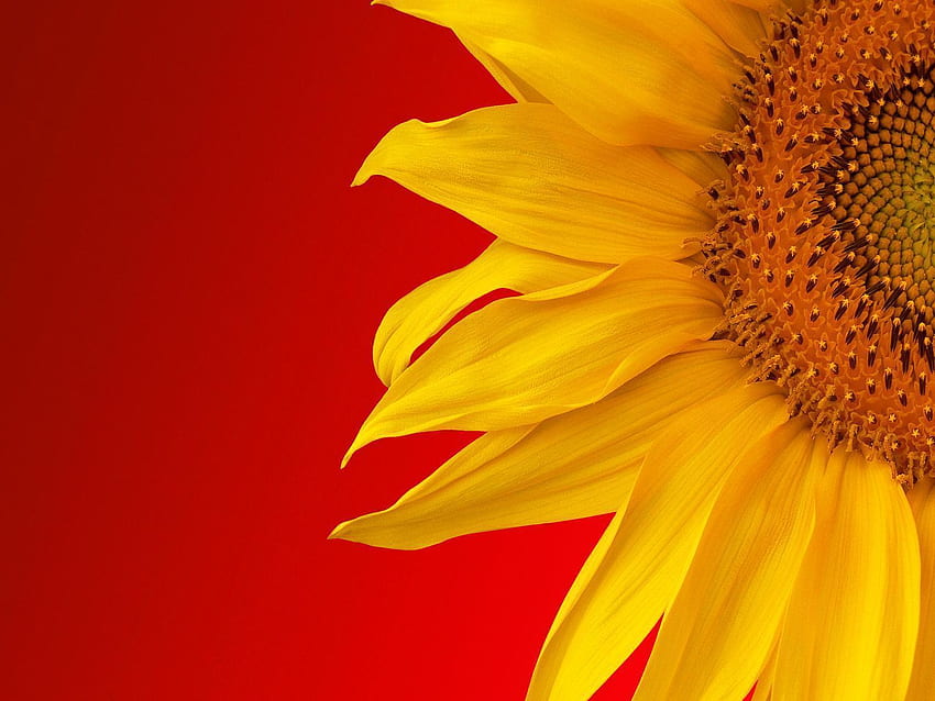 Sunflower, Red Sunflower HD wallpaper | Pxfuel