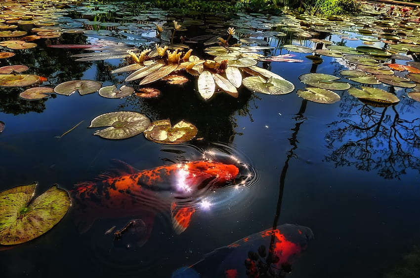 Animales, hojas, nenúfares, lago, reflejo, estanque, luz solar, pescado fondo de pantalla