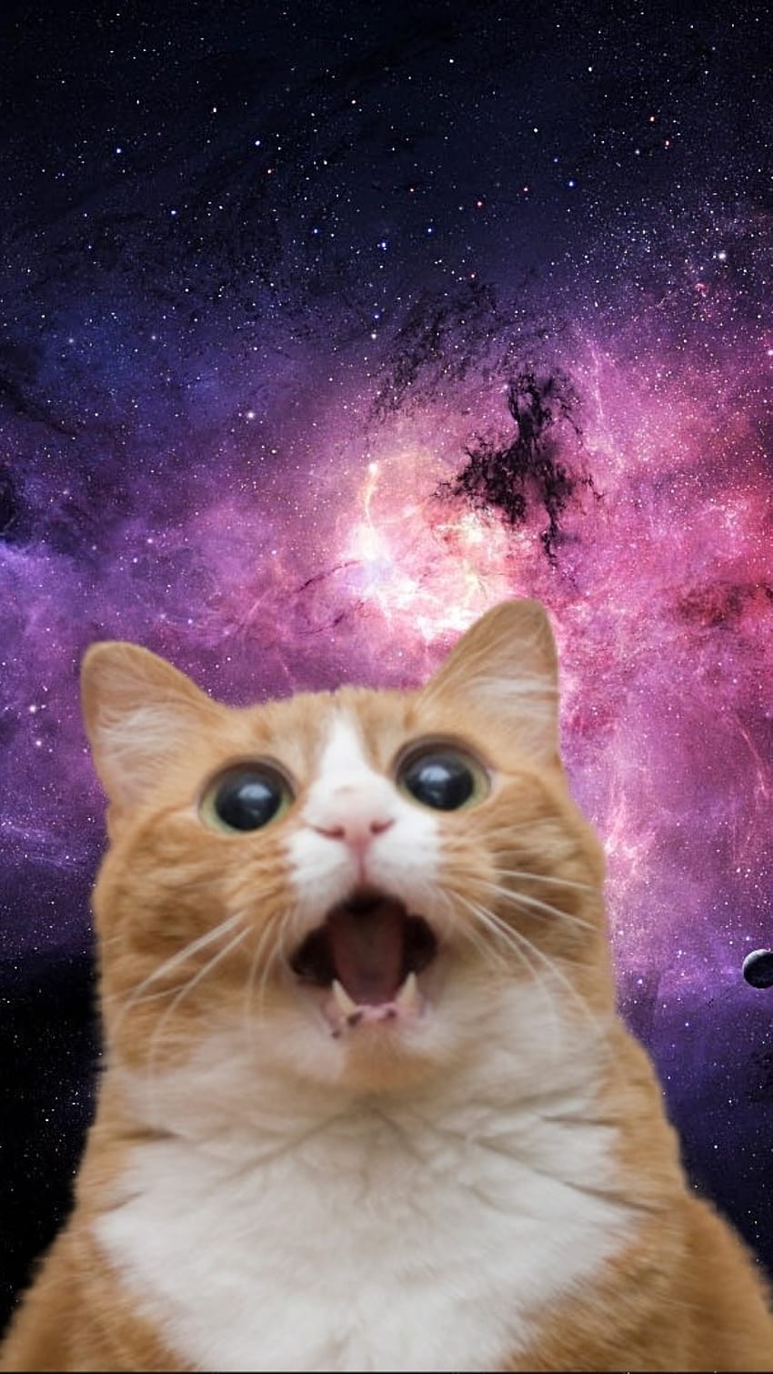 Memes divertidos, gato cósmico, espacial fondo de pantalla del teléfono