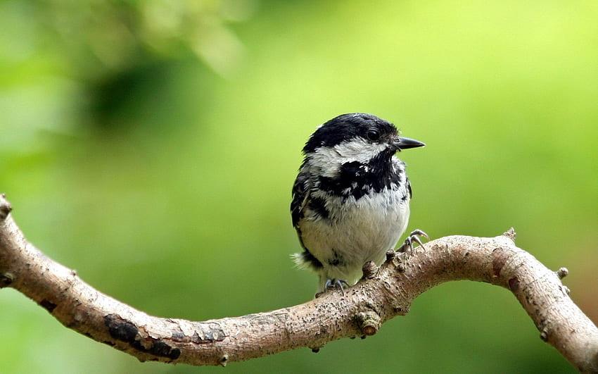 สัตว์ นก ไม้ ต้นไม้ กิ่งไม้ ขนาดเล็ก เล็กกระทัดรัด วอลล์เปเปอร์ HD