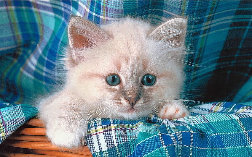 Sweet Kitten, sweet, blanket, cat, adorable, pet, Kitten, plaid, Cute HD wallpaper
