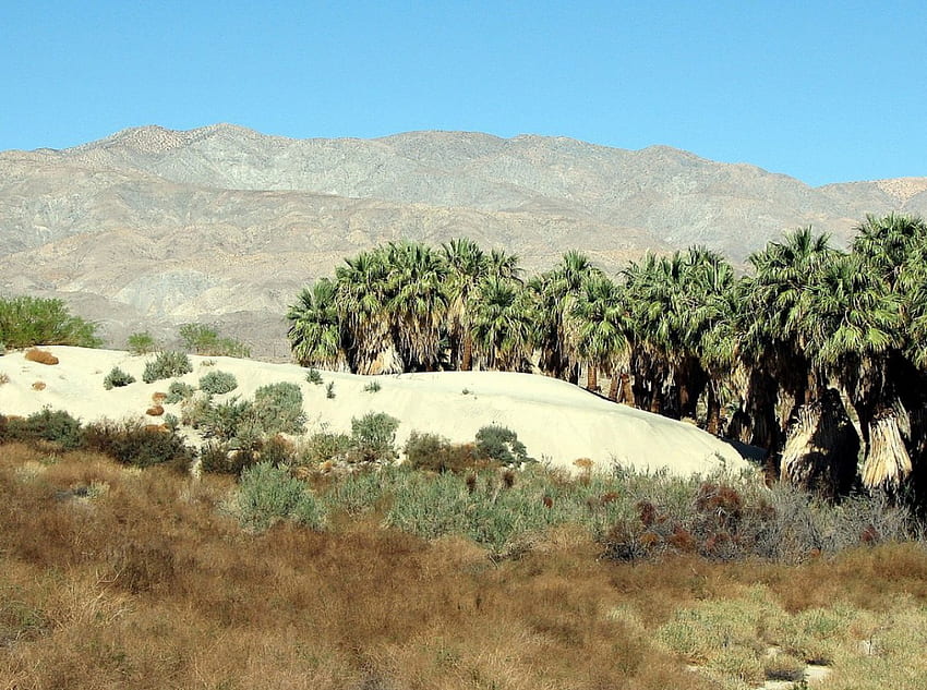 La dune de sable, la nature, les dunes Fond d'écran HD