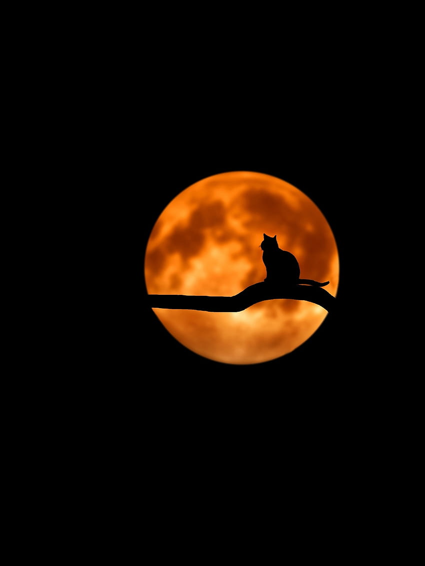 Луна, котка, минимален, силует, изкуство HD тапет за телефон