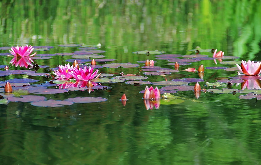 Flowers, Water, Leaves, Water Lilies, Smooth, Surface, Greens, Pond HD wallpaper