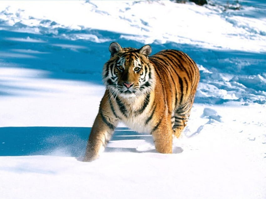 Tiger in winter, winter, crouching, tiger, ice HD wallpaper