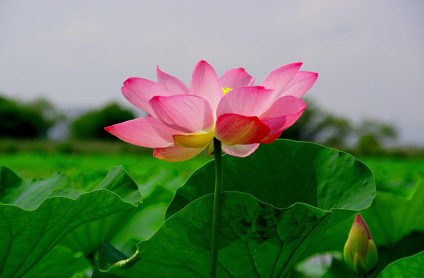 Blumen, Blätter, Lotus, Nahaufnahme, Grüns HD-Hintergrundbild