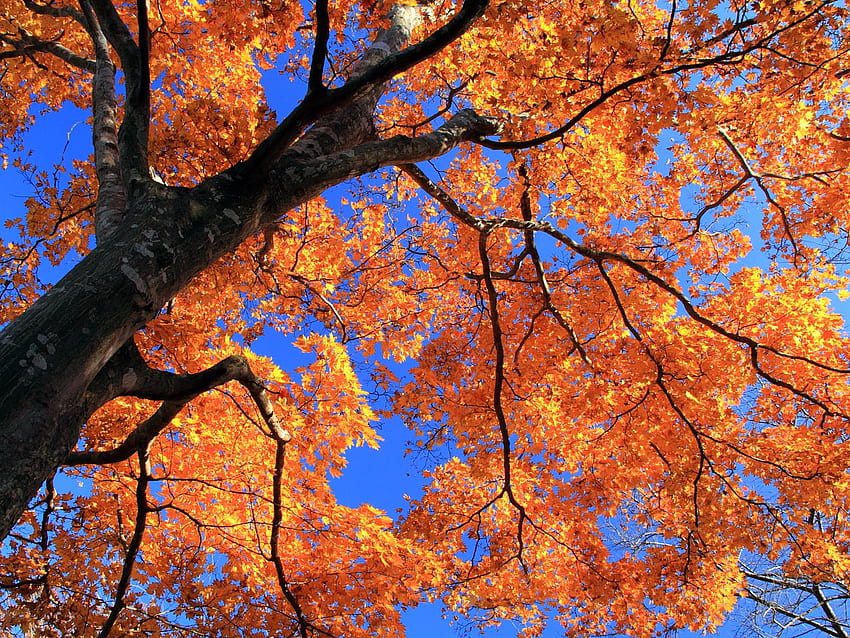 Autumn Shade, fall, colour, orange, tree, season, leaves, yellow, red, branches, leaf, sky HD wallpaper