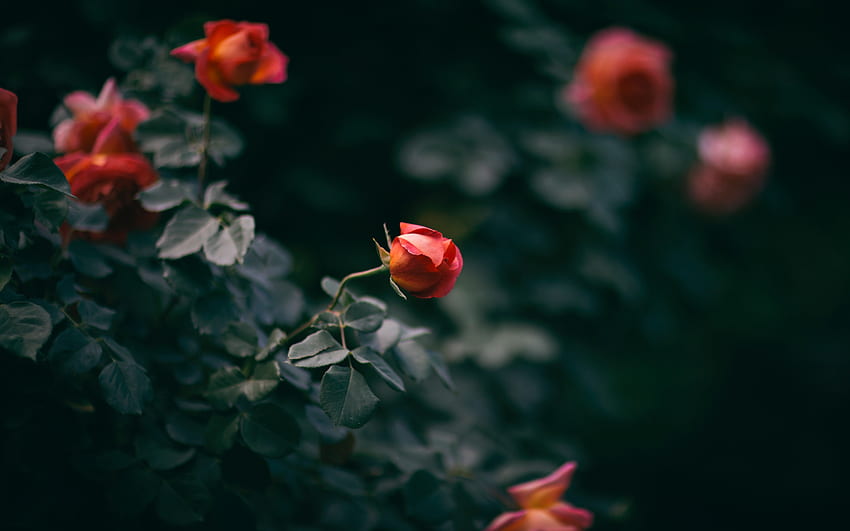 Blumen, Strauch, Blume, Rosenblüte, Rose, Knospen HD-Hintergrundbild