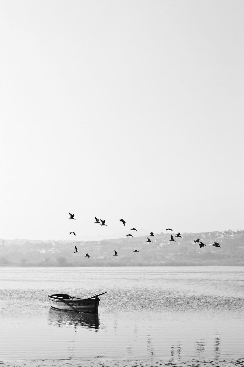 Black And White Bird HD phone wallpaper | Pxfuel