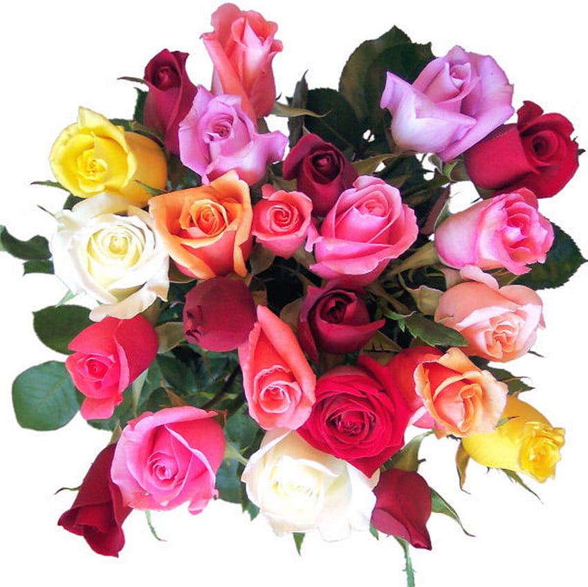 Rosen, bunt, Blumenstrauß, Knospe HD-Hintergrundbild