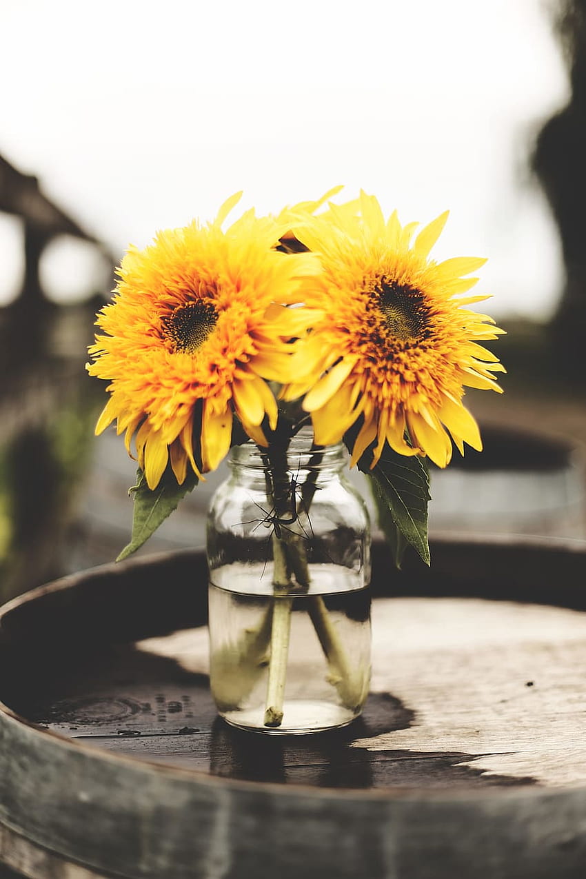 : dwa słoneczniki w szklanym wazonie z wodą, słoik, rustykalny kwiatowy Tapeta na telefon HD