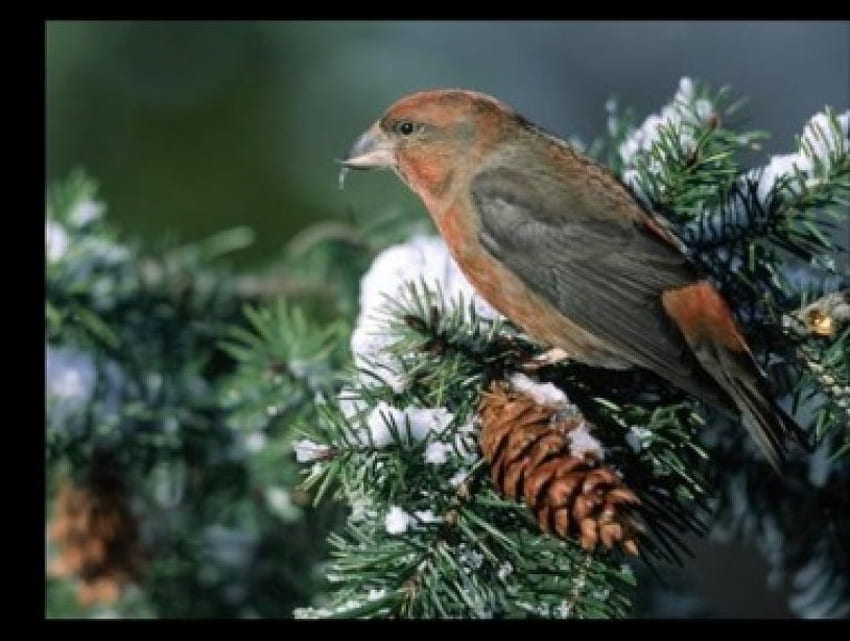 Bird in Snowy Tree, winter, bird, snow, acorn, tree HD wallpaper