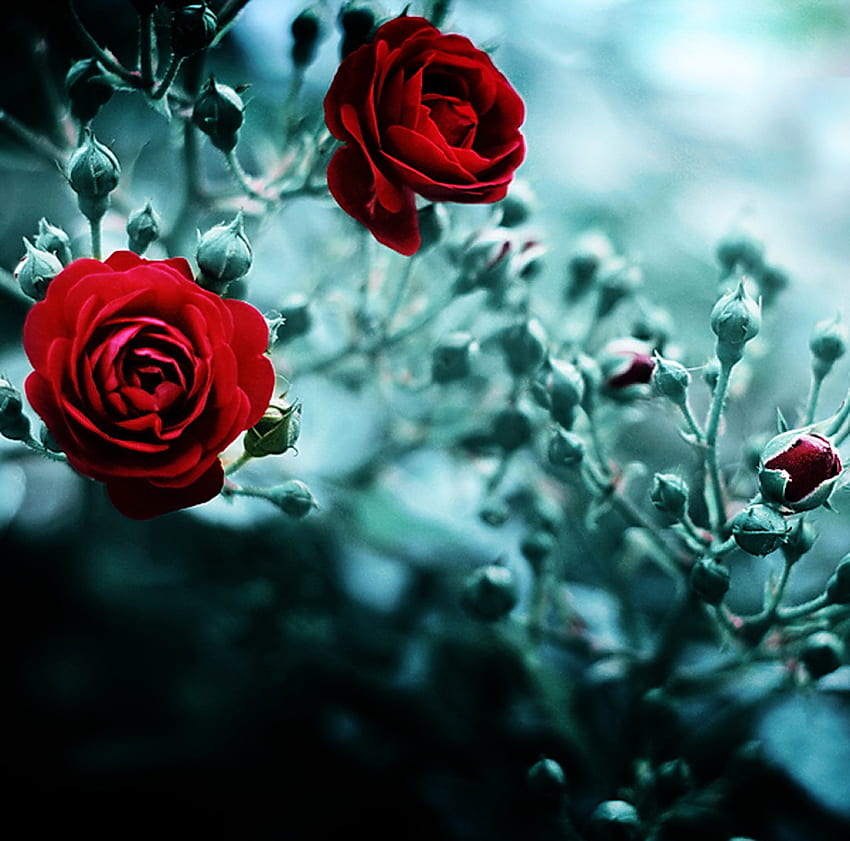 Scarlet roses, rose, scene, blooming, hot, nature, scarlet HD wallpaper